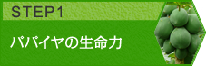 青パパイヤの生命力